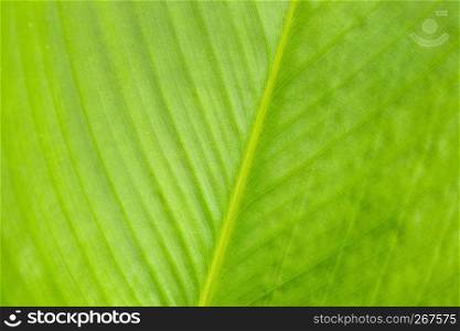 Green leaf textured pattern detail with light behind, Abstract nature background for wallpaper.