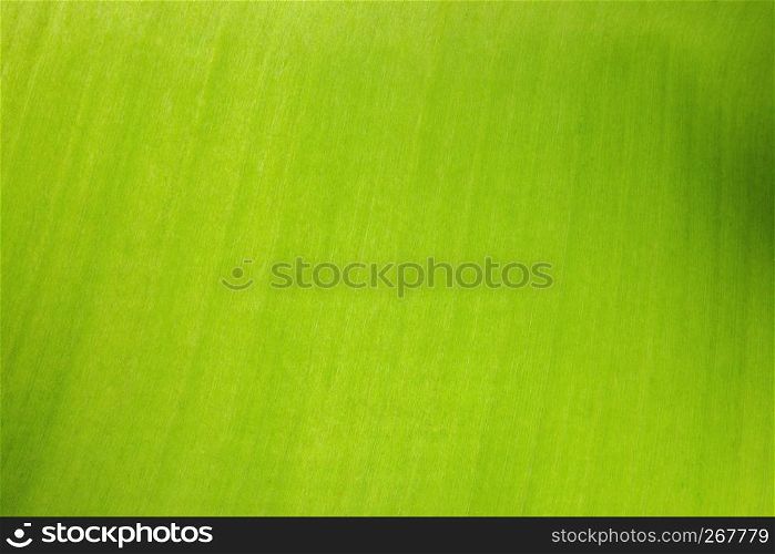 Green leaf textured with structure smooth and grain surface, Abstract nature background, Close-up.