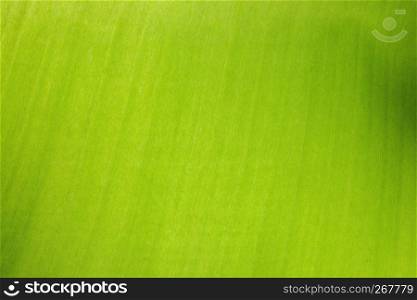 Green leaf textured with structure smooth and grain surface, Abstract nature background, Close-up.