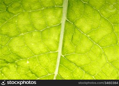 green leaf vein macro close up