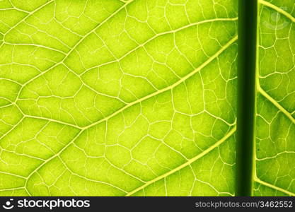 green leaf vein macro close up