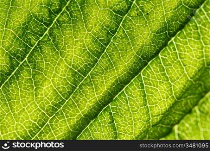 green leaf vein macro close up