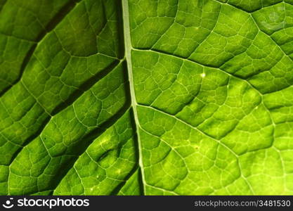 green leaf vein macro close up