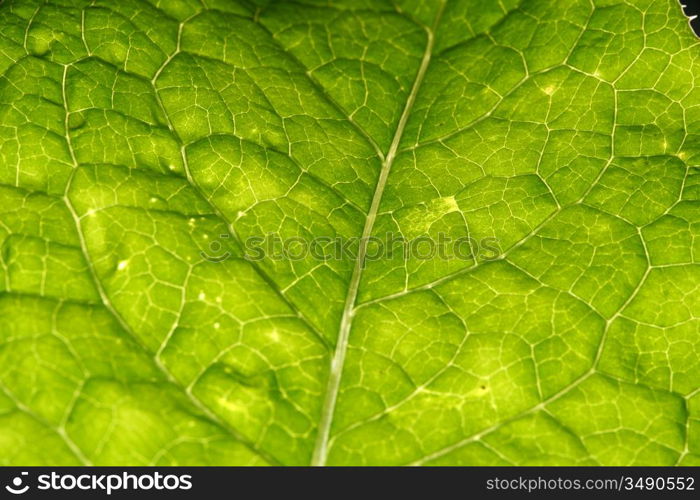 green leaf vein macro close up