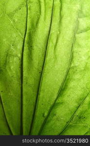 green leaf vein macro close up