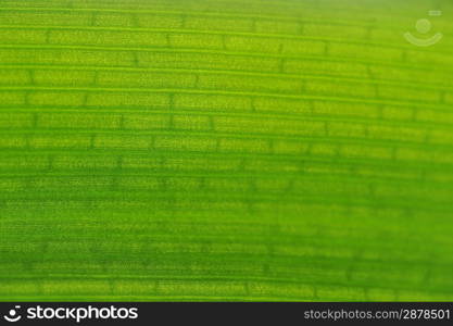 green leaf very close up