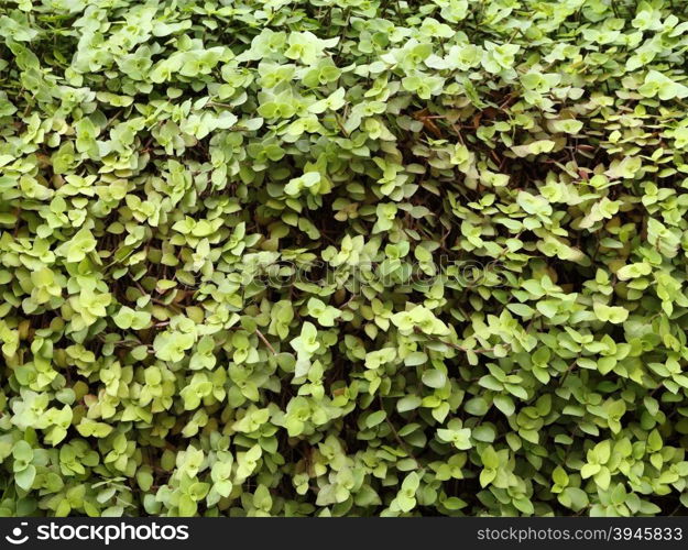 green leaf wall texture background