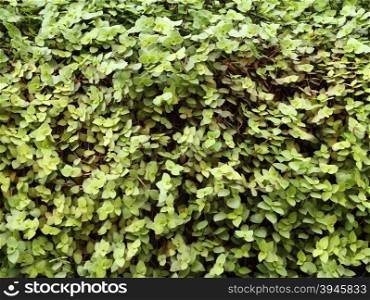 green leaf wall texture background