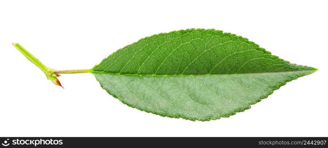 Green leaf with a handle isolated on a white background. Cherry or apple leaf. Blank for collage or design project.. Green leaf with handle isolated on white background