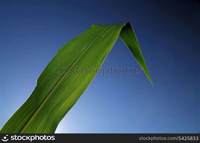 green leaf with blue sky in background (NIKON D80; 6.7.2007; 1/100 at f/8; ISO 100; white balance: Auto; focal length: 18 mm)