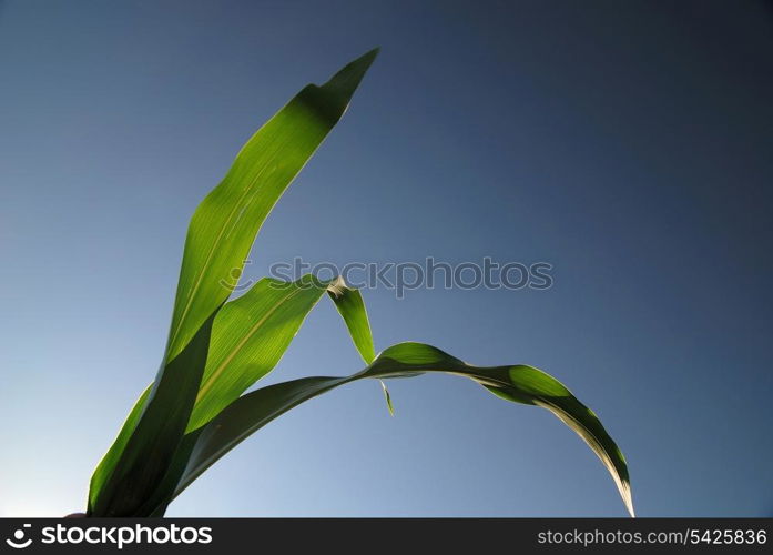 green leaf with blue sky in background (NIKON D80; 6.7.2007; 1/160 at f/5; ISO 100; white balance: Auto; focal length: 18 mm)