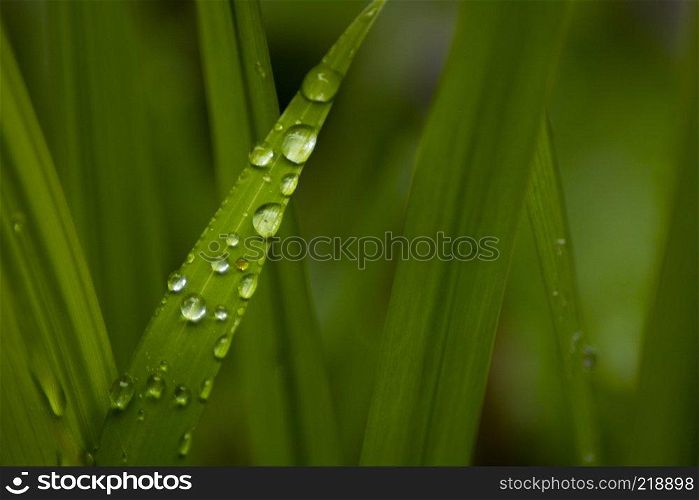 green leaf with dew macro photo. green leaf with dew