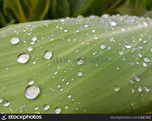 Green leaf with drop