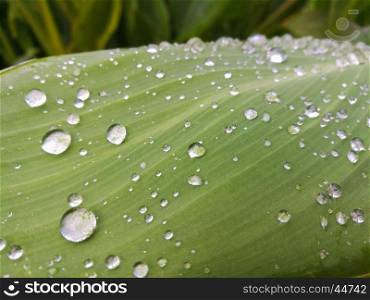 Green leaf with drop