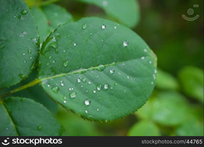 Green leaf with drop, Blur out of focus background