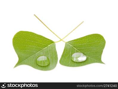 Green leaf with drop isolated on white background, nature concept