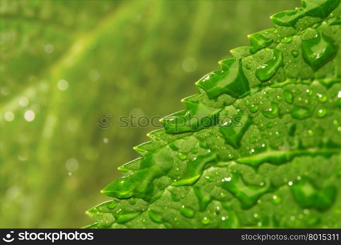 Green leaf with drops of a rain. A close up