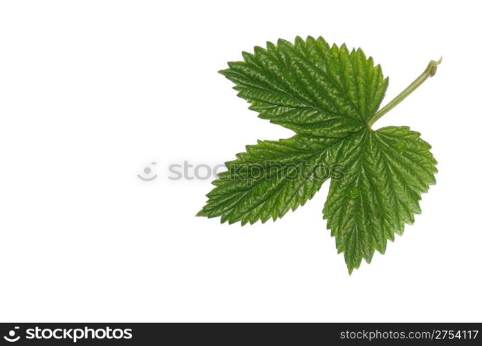 Green leaf with drops of dew isolated on a white background