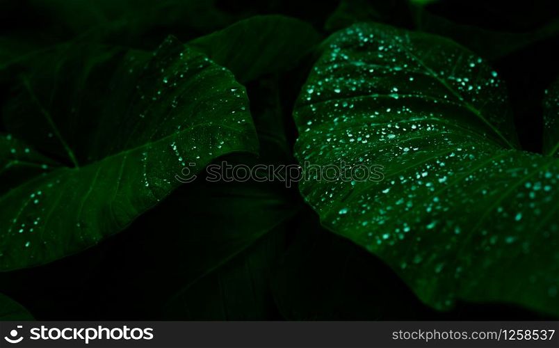 Green leaf with rain drop in jungle. Water drop on leaves. Green leaf texture background with minimal pattern. Green leaves in tropical forest on dark background. Greenery wallpaper. Botanical garden.