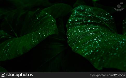 Green leaf with rain drop in jungle. Water drop on leaves. Green leaf texture background with minimal pattern. Green leaves in tropical forest on dark background. Greenery wallpaper. Botanical garden.
