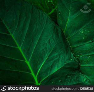 Green leaf with rain drop in jungle. Water drop on leaves. Green leaf texture background with minimal pattern. Green leaves in tropical forest on dark background. Greenery wallpaper. Botanical garden.