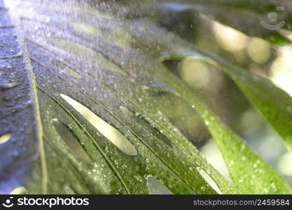 Green leaf with raindrops in bright sunlight
