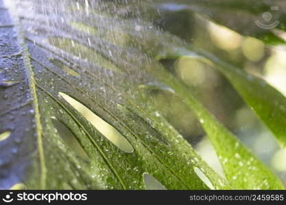 Green leaf with raindrops in bright sunlight