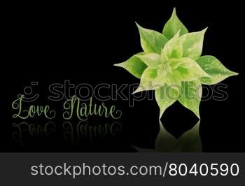 Green leaf with reflection on white background,love nature concept