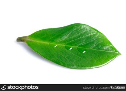 Green leaf with three waterdrops isolated on white