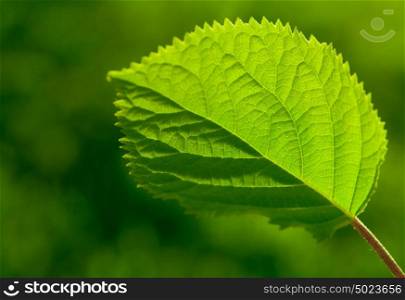 Green Leaf With Veinlet On A Nature Background