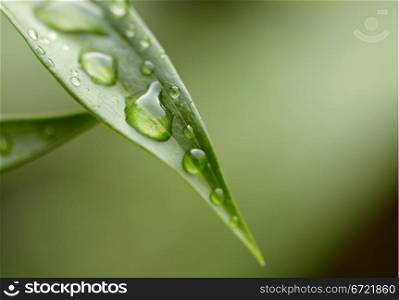 Green leaf with water droplets. Dzen background.