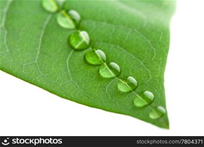 green leaf with water droplets isolated