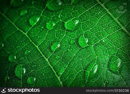 green leaf with water drops close up