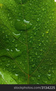 green leaf with water drops close up