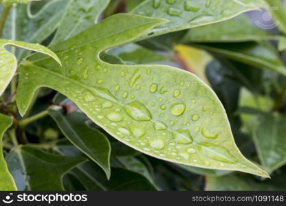 Green leaf with water drops for background.