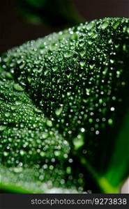 Green leaf with water drops for beautiful background. Green leaf with water drops for background