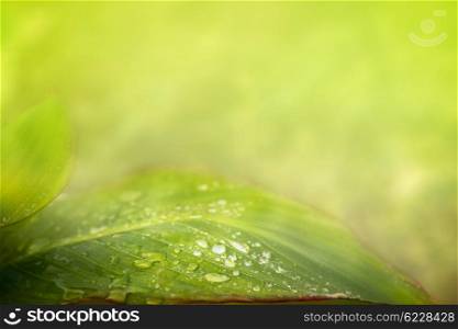 Green leaf with water drops over summer nature background