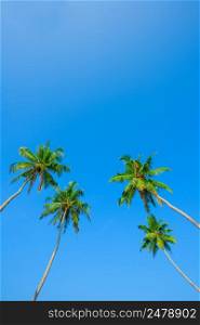 Green leafs and crowns of coconut palm trees on the beach at clear sunny summer day with clean sky