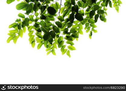 green leafs isolated on white background