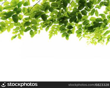 green leafs isolated on white background