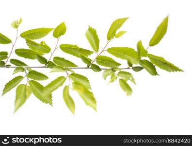 green leafs isolated on white background. branch with green leaves on white background
