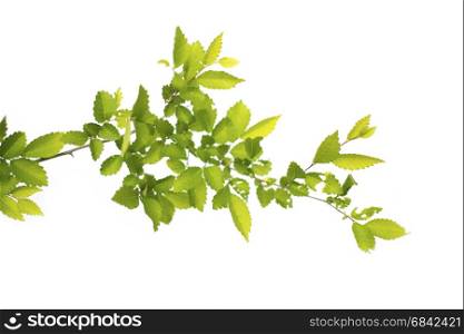 green leafs isolated on white background. branch with green leaves on white background