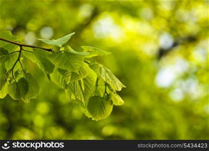 Green leafs. Spring background. Shaloow deep of field