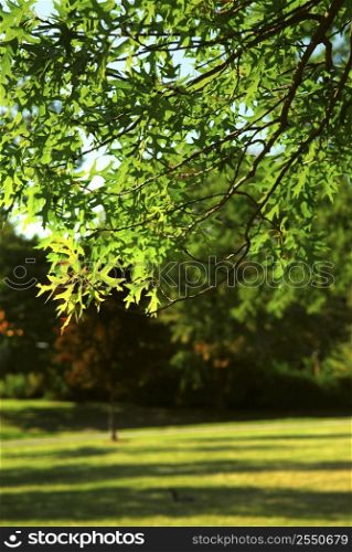 Green leafy tree branch in summer park