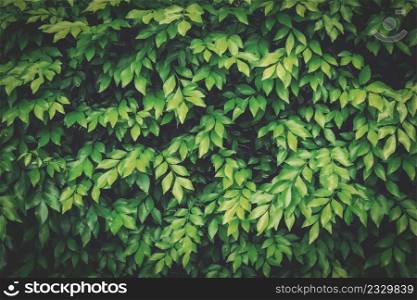 green leave for natural background with vintage tone.