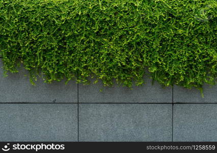 Green leave ivy covered concrete wall texture background. Plant wall for air purifying. Green wall ivy for reduce energy consumption in building. Green leave ivy wall absorption dust for clean air.