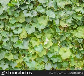 Green leave of Angled Luffa plant (Luffa acutangula)