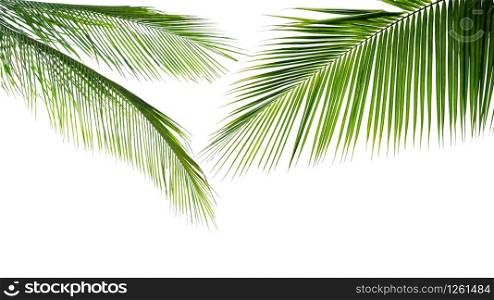 Green leave of coconut palm tree isolated on white background