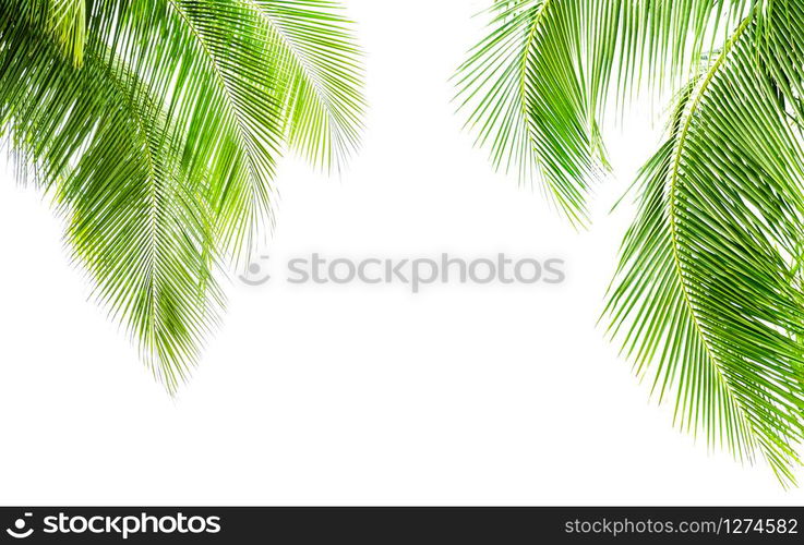 Green leave of coconut palm tree isolated on white background