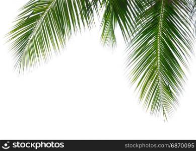 Green leave of coconut palm tree isolated on white background